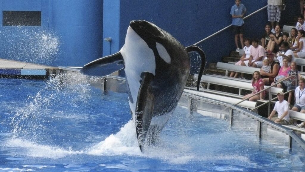 ۱۰ مستند که نگاه شما به جهان را تحول خواهد داد 55 Blackfish