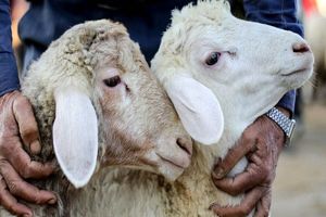 افزایش ۱۶۰ درصدی قیمت گوسفند زنده