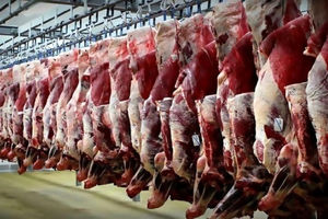 صعود قیمت دام زنده گوسفندی