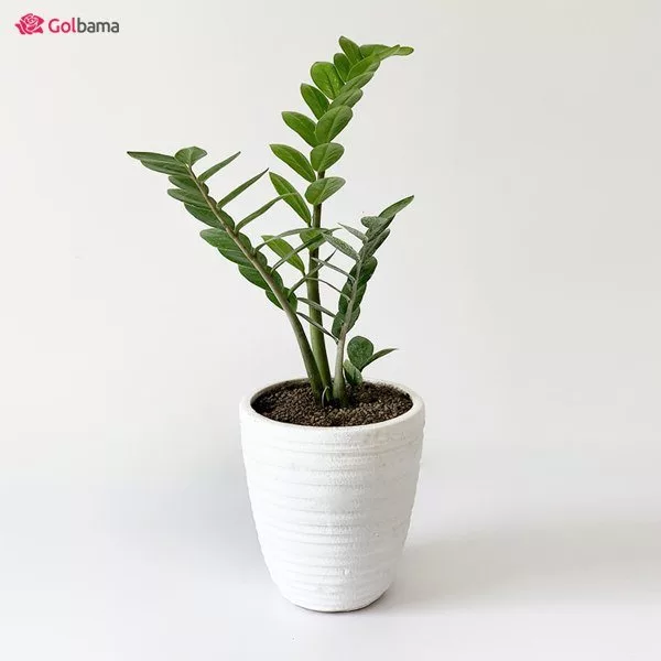 معارفه گیاه های آپارتمانی با کم ترین مقدار نیاز به نور و آب_آفتاب شرق 7 گیاهان آپارتمانی مقاوم به نور و آب کم