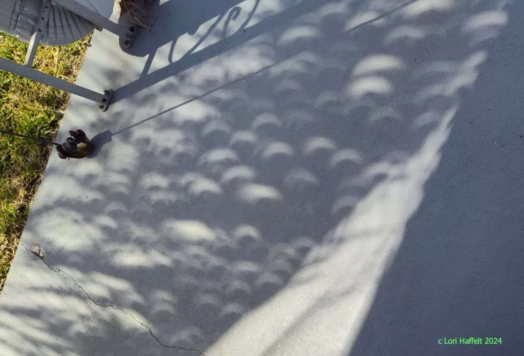 نخل