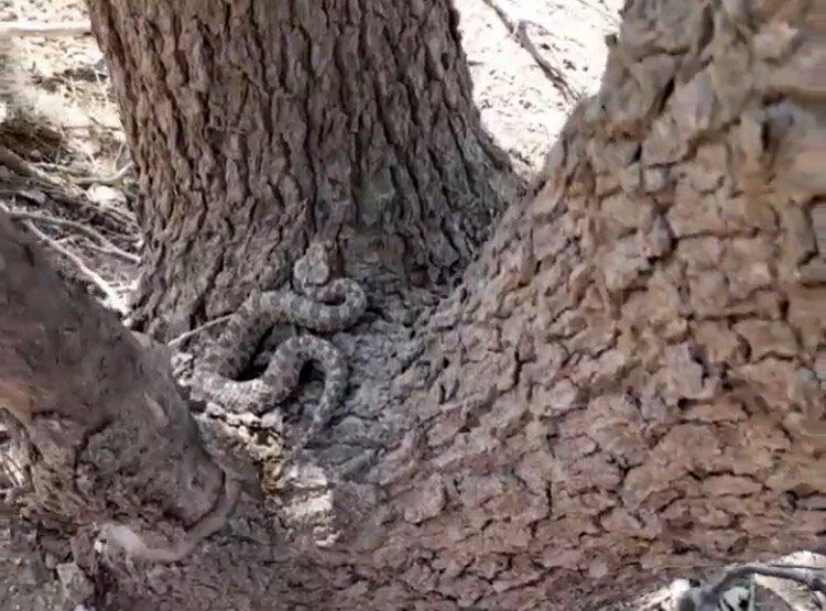 مشاهده یک گونه از سمی‌ترین مارهای جهان در روستای آگره بید