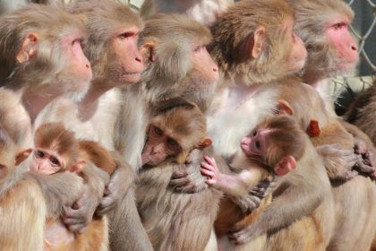 آسیب مغزی میمون های رزوس