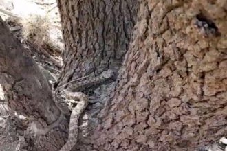 مشاهده یک گونه از سمی‌ترین مارهای جهان در روستای آگره بید