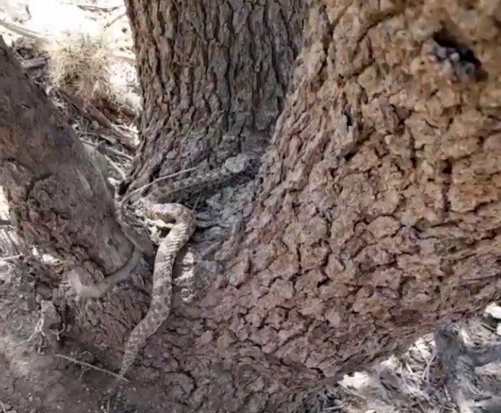 مشاهده یک گونه از سمی‌ترین مارهای جهان در روستای آگره بید