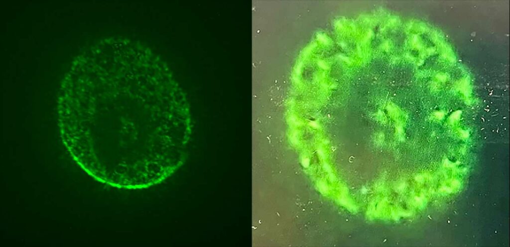 اکسونیس تراپیوتیکس با پرورش ارگانوئید مغز در فضا، درمانهای جدید آلزایمر و پارکینسون را تست میکند 1 سلولهای مغزی و فضا