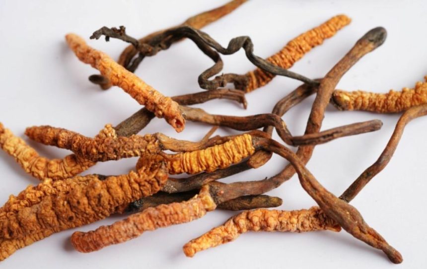 قارچ کرم ابریشم یک ماده خوراکی و دارویی محبوب در برخی کشورهای آسیایی است.