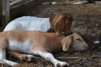 بز Goat