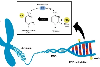 فرایند متیله‌شدن DNA