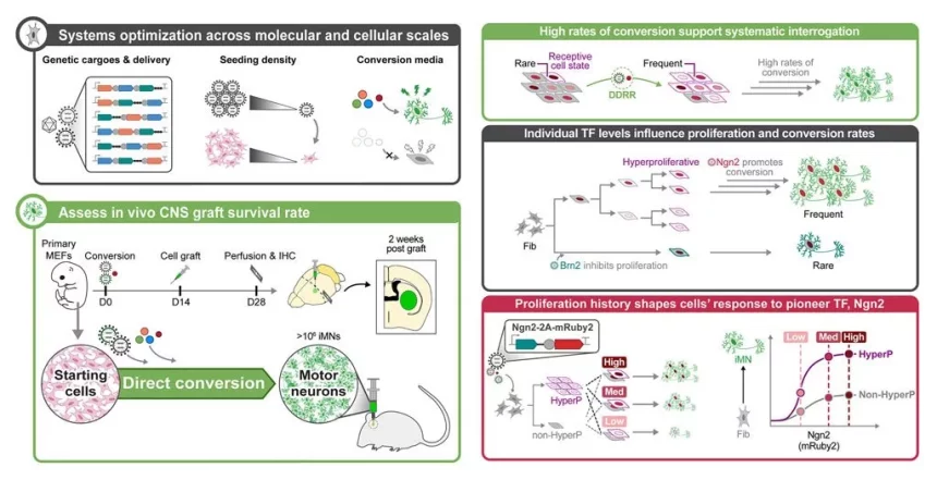 تبدیل مستقیم پوست به سلول‌های عصبی