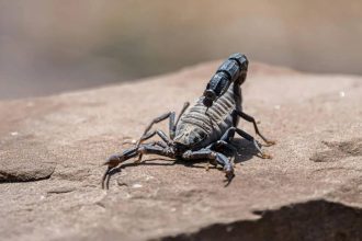 کشف مولکولی در زهر عقرب آمازونی با قابلیت نابودسازی سرطان پستان_آفتاب شرق 12 کشف مولکولی در زهر عقرب آمازونی با قابلیت نابودسازی سرطان پستان