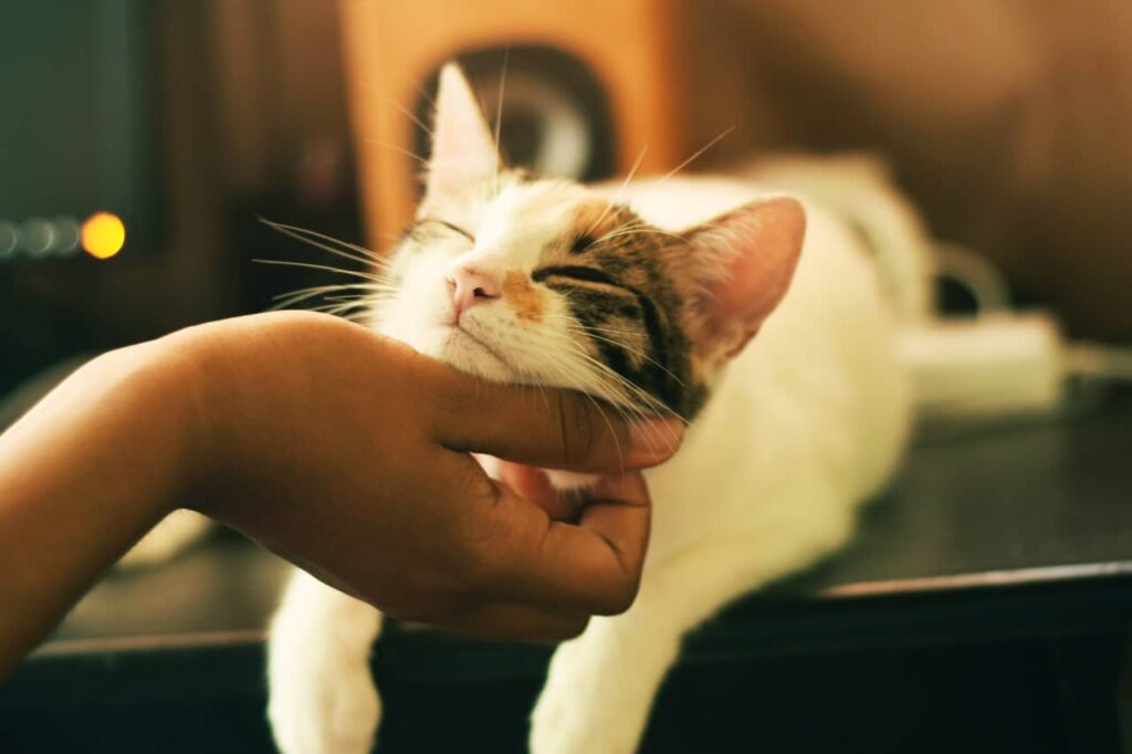 نوازش گربه