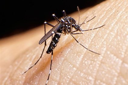 شناسایی 259 مورد ابتلا به تب دنگی در سرزمین/ صید پشه آئدس در 8 استان_آفتاب شرق 8 شناسایی 259 مورد ابتلا به تب دنگی در کشور/ صید پشه آئدس در 8 استان