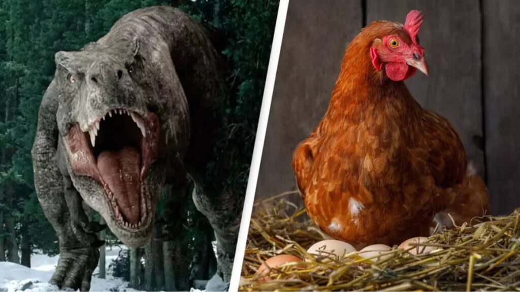 ارتباط بین مرغ و تی. رکس