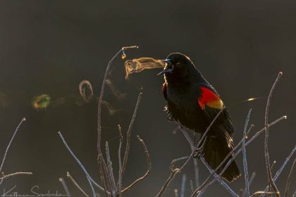 وقتی آواز پرنده دیدنی می‌شود؛ پدیده‌ای نادر که فقط در هوای سرد رخ می‌دهد