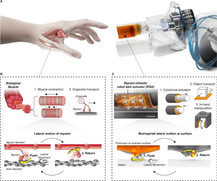 عضله رباتیک