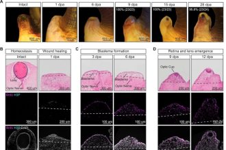 قابلیت بازسازی چشم در حلزون