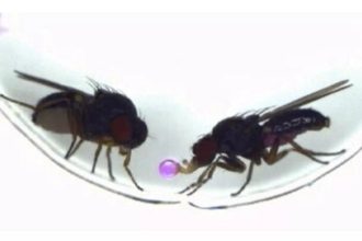 اولین پیوند رفتار در جهان؛ دانشمندان غریزه‌ای باستانی را در مگس فعال کردند