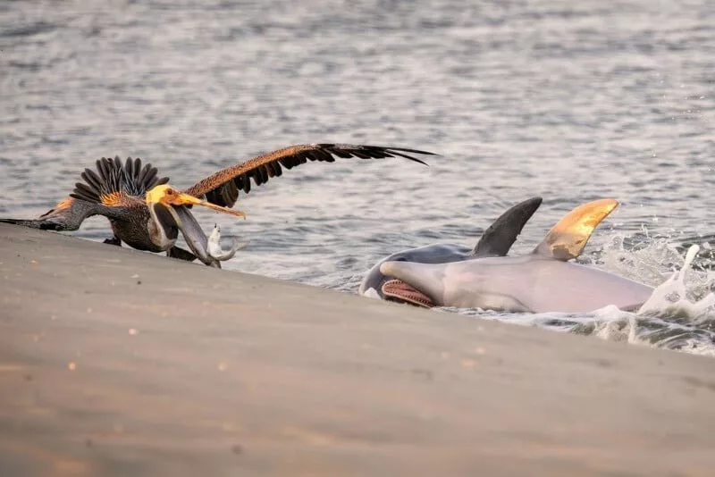 مسابقه عکاس اقیانوس 2025 / حیات وحش