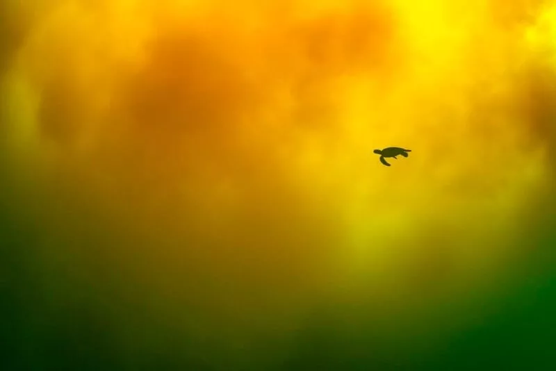 مسابقه عکاس اقیانوس 2025 / تصاویر هنری