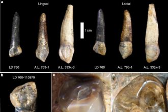 فسیل‌های جدید انسان