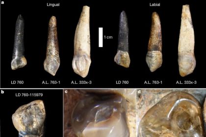 فسیل‌های جدید انسان