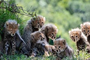 تولد ۱۵۰ توله یوز در ۲۴ سال؛ اما جمعیت هم چنان کاهشی است_آفتاب شرق 3 تولد ۱۵۰ توله یوز در ۲۴ سال؛ اما جمعیت همچنان کاهشی است