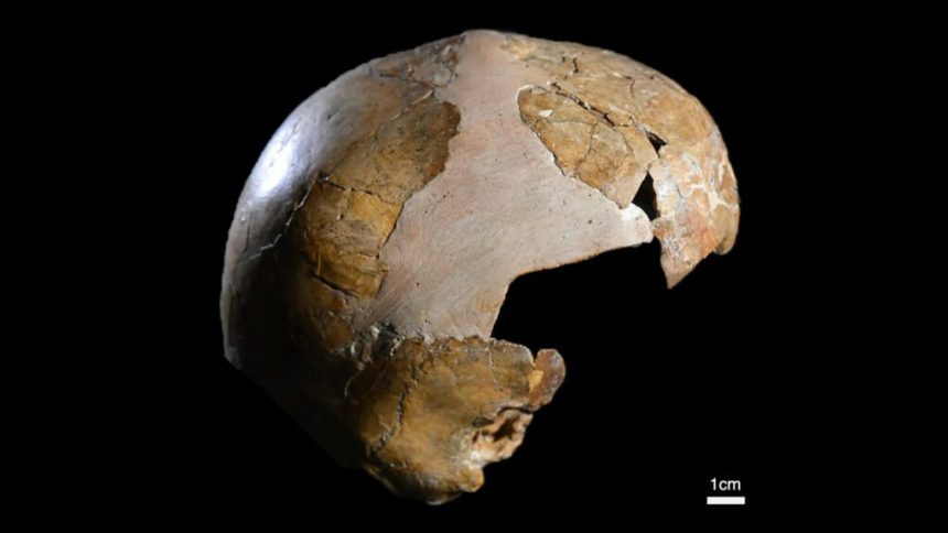 کشف قدیمی‌ترین مدرک آمیزش نئاندرتال ها و انسان مدرن در اسکلت