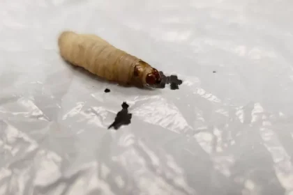 کرم‌های پلاستیک‌خوار