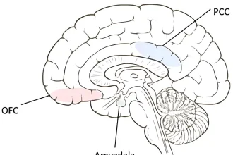افزایش حجم ماده خاکستری مغز
