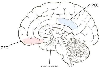 افزایش حجم ماده خاکستری مغز