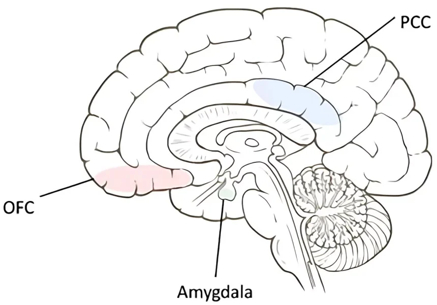 افزایش حجم ماده خاکستری مغز