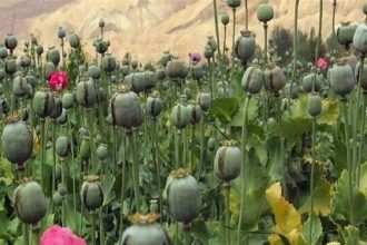 لزوم برگشت ایران به کشت قانونی خشخاش برای فراهم مواد اولیه دارویی_آفتاب شرق 7 لزوم بازگشت ایران به کشت قانونی خشخاش برای تأمین مواد اولیه دارویی