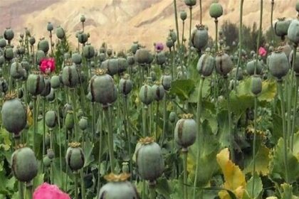 لزوم برگشت ایران به کشت قانونی خشخاش برای فراهم مواد اولیه دارویی_آفتاب شرق 4 لزوم بازگشت ایران به کشت قانونی خشخاش برای تأمین مواد اولیه دارویی