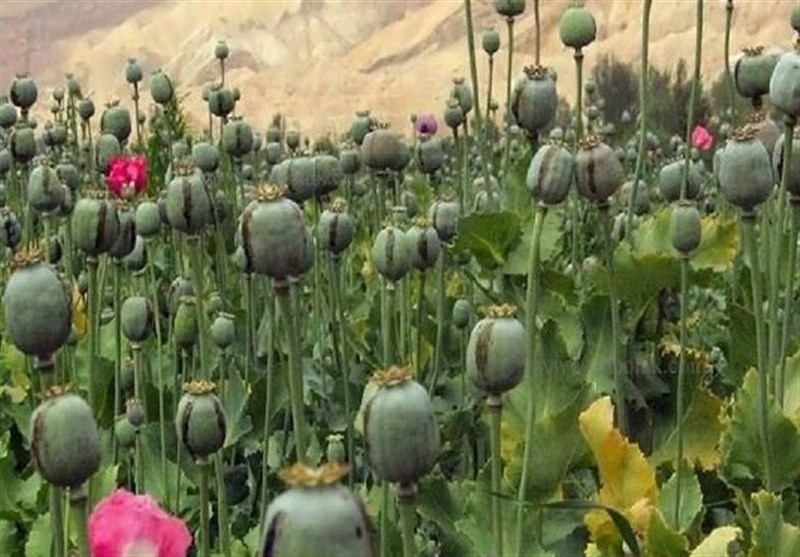 لزوم برگشت ایران به کشت قانونی خشخاش برای فراهم مواد اولیه دارویی_آفتاب شرق 1 لزوم بازگشت ایران به کشت قانونی خشخاش برای تأمین مواد اولیه دارویی