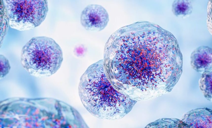 سلول ها برای جوان شدن «استفراغ» می‌کنند