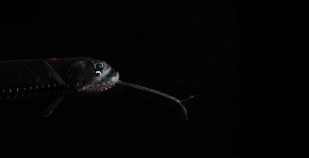 1756765008 127 9 عکس شگفت‌انگیز از دنیای درخشان و مرموز اعماق اقیانوس آفتاب