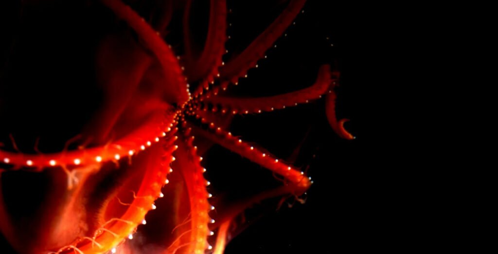 1756765008 720 9 عکس شگفت‌انگیز از دنیای درخشان و مرموز اعماق اقیانوس آفتاب