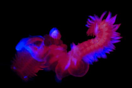 9 تصویر شگفت‌انگیز از دنیای درخشان و مرموز اعماق اقیانوس