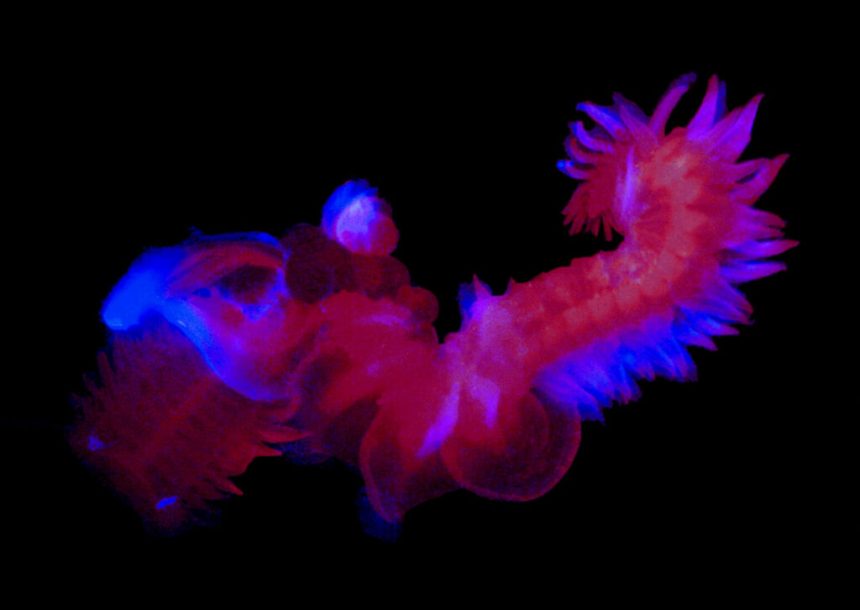 9 تصویر شگفت‌انگیز از دنیای درخشان و مرموز اعماق اقیانوس