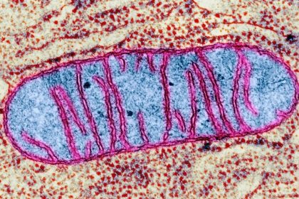 چرا به خوابیدن نیاز داریم؟ دانشمندان آکسفورد علت بیولوژیکی خواب را توضیح میدهند_آفتاب شرق 8 چرا به خوابیدن نیاز داریم؟ دانشمندان آکسفورد علت بیولوژیکی خواب را توضیح میدهند