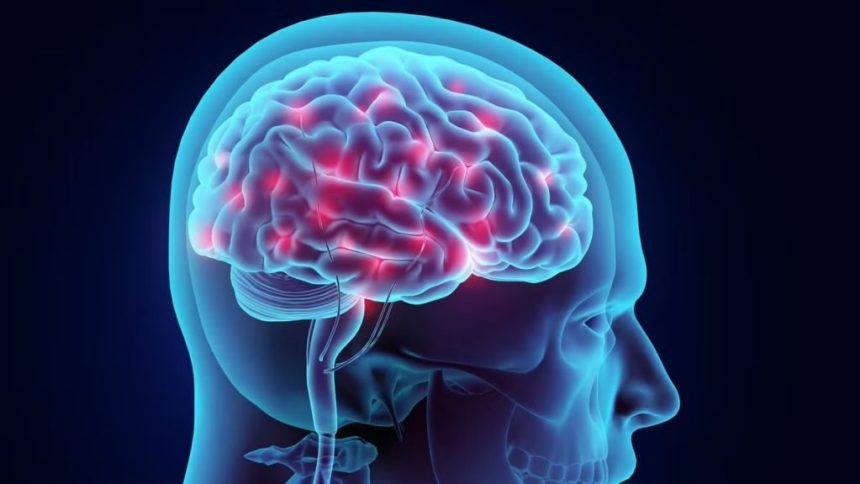 تأثیر چربی مغز بر آلزایمر