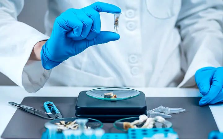 سیلوسایبین