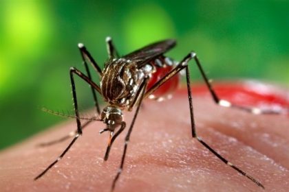 شناسایی 434 بیمار مبتلا به تب دنگی در کشور/بیشترین موارد ابتلا در چابهار