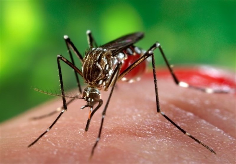 شناسایی 434 بیمار مبتلا به تب دنگی در کشور/بیشترین موارد ابتلا در چابهار