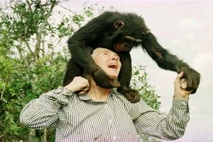 بانوی شامپانزه‌ ها درگذشت