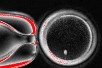 ساخت جنین با سلول پوست