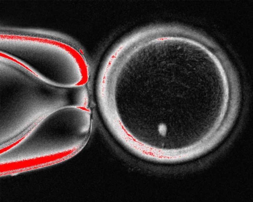 ساخت جنین با سلول پوست