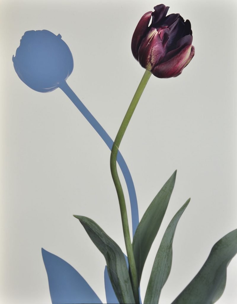 برندگان مسابقه عکاسی آنالوگ ۲۰۲۵ معارفه شدند؛ از قطب شمال تا گاتهام_آفتاب شرق 47 مسابقه عکاسی آنالوگ ۲۰۲۵