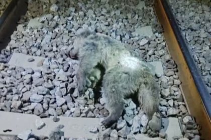 عکس دردناک از تلف شدن دو توله خرس بر اثر برخورد با قطار